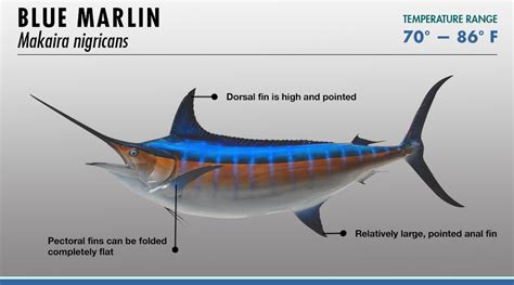 Billfish Identifier