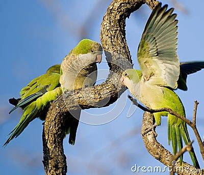 Monk Parakeets Royalty Free Stock Image - Image: 12558626