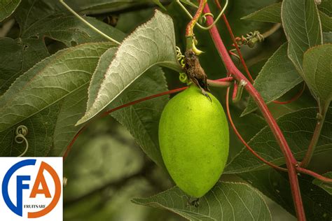 Delight of Maypop Fruit: Health Benefits, Culinary Uses,