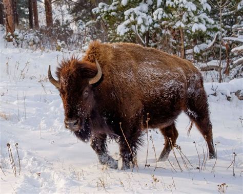 American Bison Facts for Kids - KonnectHQ