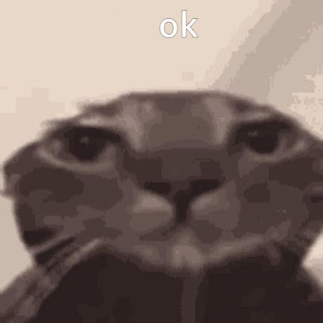 Ok Cat GIF - Ok Cat Showering - Discover & Share GIFs