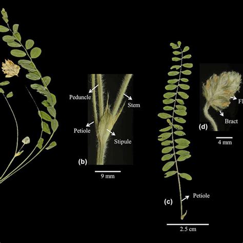 Habit of Astragalus roseocephalus sp. nov. (a) stem, (b) stem, stipule,... | Download Scientific ...