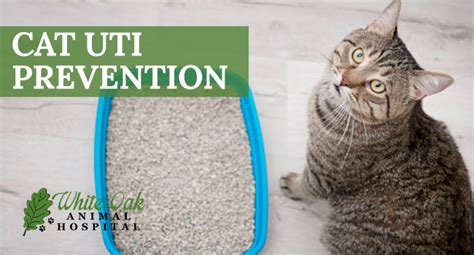 Easy Cat UTI Prevention - White Oak Animal Hospital