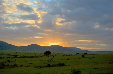 Premium Photo | Sunrise in african savanna, masai mara national park, kenya, africa