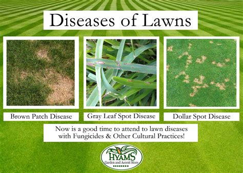 Diseases of the Lawn