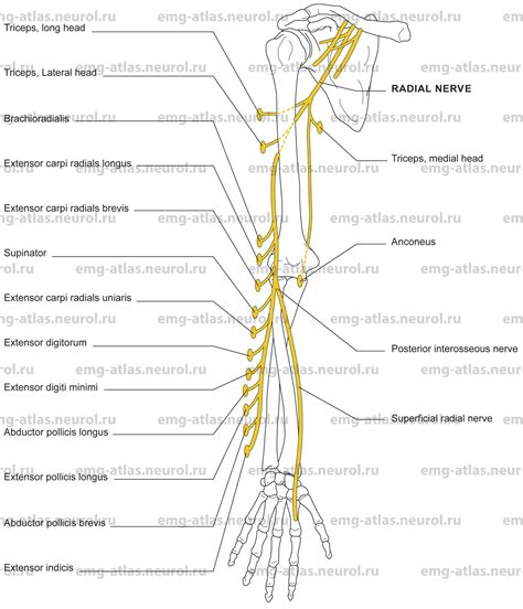 Radial Nerve Anatomy - anatomy diagram source