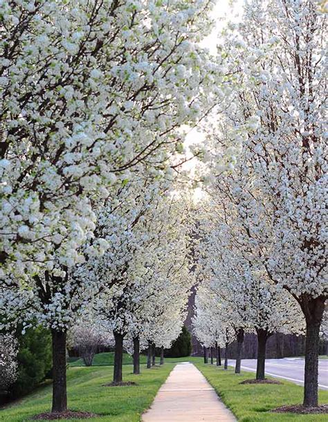 Flowering Pear Tree, 'Cleveland Select' - DeGroot