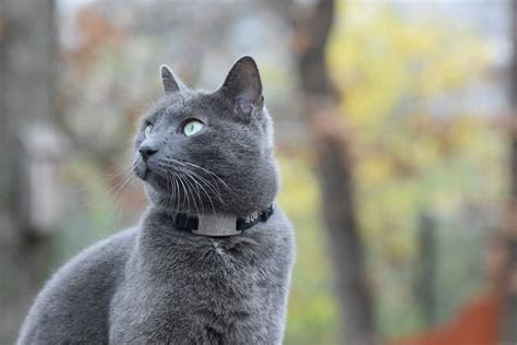 Russian blue: Cat breed characteristics & care