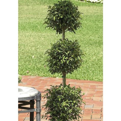 Unbranded 3.58-GAL EUGENIA TOPIARY DECO at Lowes.com