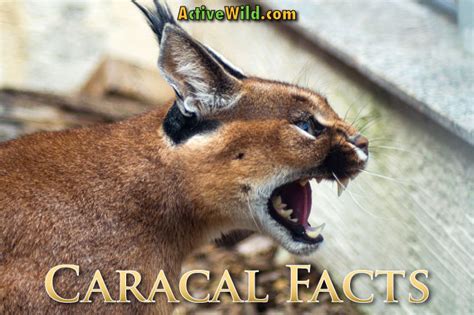 Caracal Facts, Pictures, Information & Video: Awesome African Wild Cat