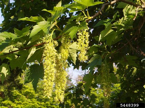 Sycamore maple (Acer pseudoplatanus)