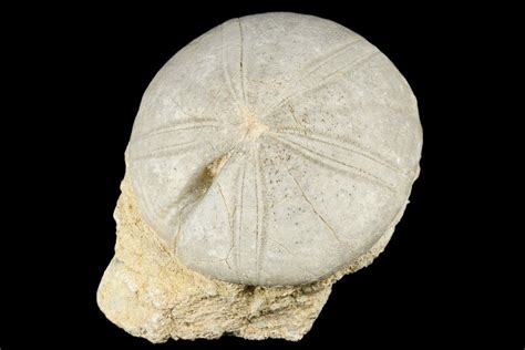 3.55" Jurassic Sea Urchin (Clypeus) Fossil - England (#177050) For Sale - FossilEra.com