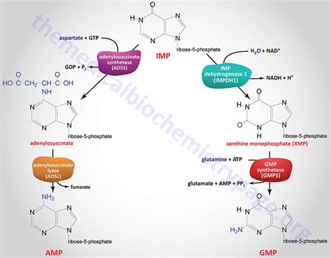 Nucleotides: Biosynthesis and Catabolism - The Medical Biochemistry Page