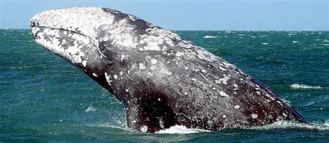 Gentle and Strong – The Pacific Gray Whale - Cabrillo National Monument (U.S. National Park Service)