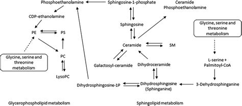 Simplified overview of Glycerophospholipid and Sphingolipid ...