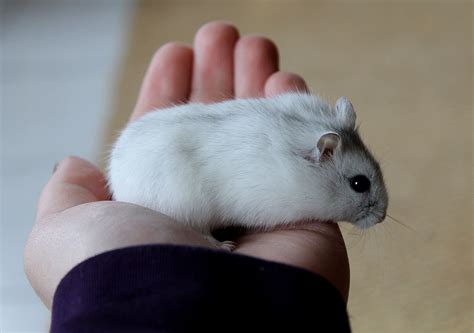 Winter White Dwarf Hamster: Profile, Facts, Traits, Color, Eyes - Mammal Age