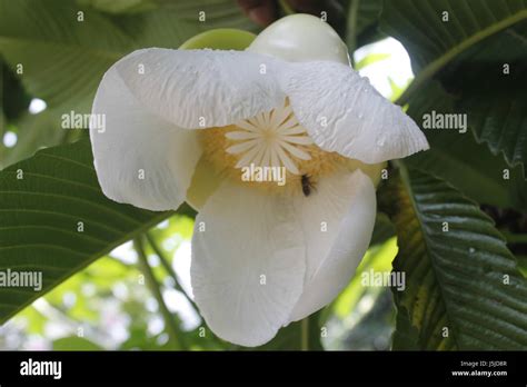 Elephant Apple Flower Stock Photo - Alamy