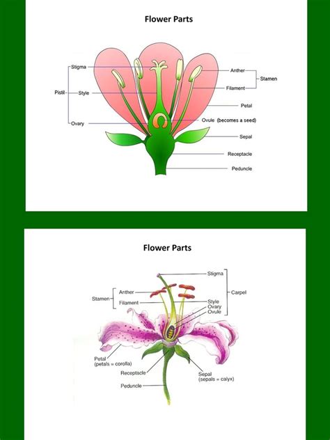 Plant Biology Charts and Diagrams with Private Label Rights. 24 Plant ...