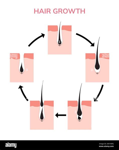 Hair growth cycle skin. Follicle anatomy anagen phase, hair growth diagram illustration Stock ...