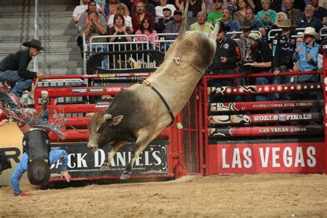 Top 5 Bulls in Bucking Bull History - Cowboy Lifestyle Network