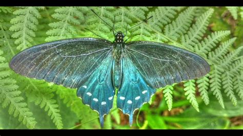 Butterfly Wings Flapping Sound - YouTube