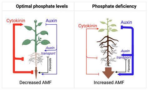 Plants | Free Full-Text | Friends in Arms: Flavonoids and the Auxin/Cytokinin Balance in ...