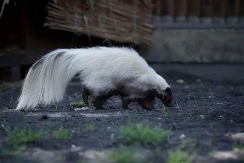 Do Skunks Burrow? What Does A Skunk Hole Look Like