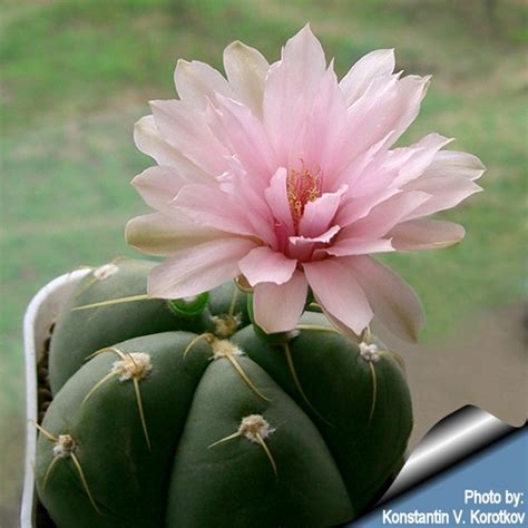 Gymnocalycium horstii var. buenekeri