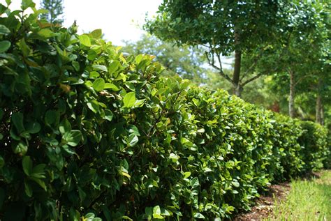 Viburnum Hedge