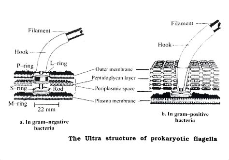 Bacterial Flagella : Definition, Ultra Structure and Mechanism of ...