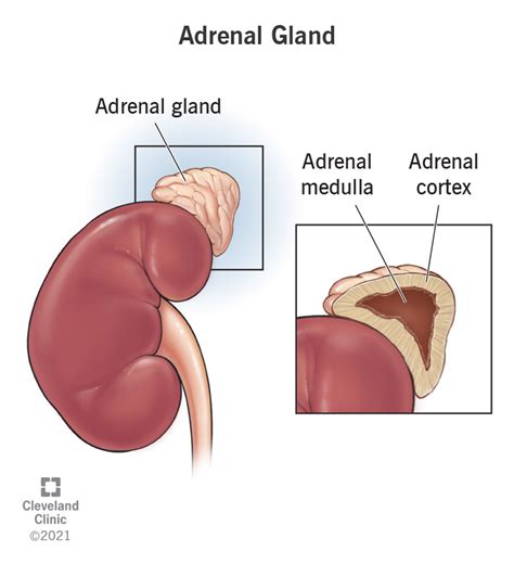 Hormones of the Adrenal Glands| TreateHealth