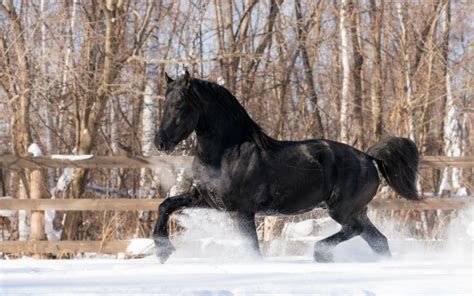 Black Horse In Snow - 2560x1600 Wallpaper - teahub.io