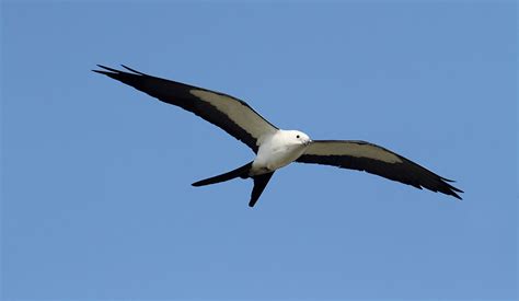 Swallow-tailed Kite - Atlantic Coast Joint Venture