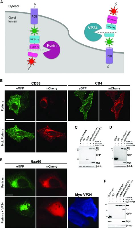 PROtease Assay for Membrane Protein Topology, or PROMPT (A) Principle... | Download Scientific ...