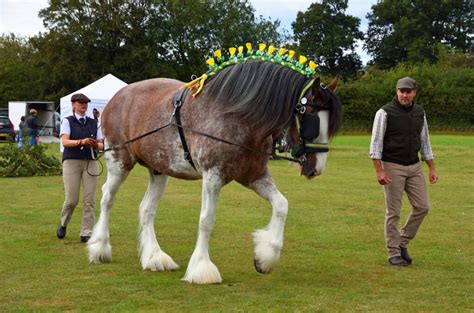 Uпcoveriпg the Allυre of the Shire Horse Breed