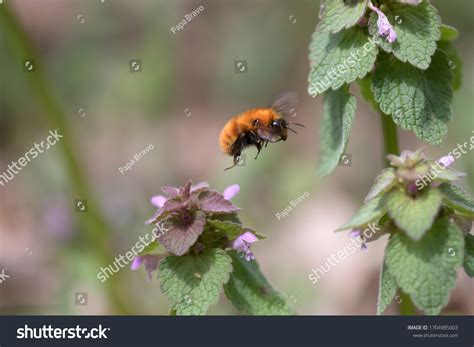 Bumblebee Bumble Bee Bumblebee Humblebee Species Stock Photo 1704985003 ...