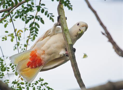 cockatoo, Parrot, Bird, Tropical, 93 Wallpapers HD / Desktop and Mobile ...