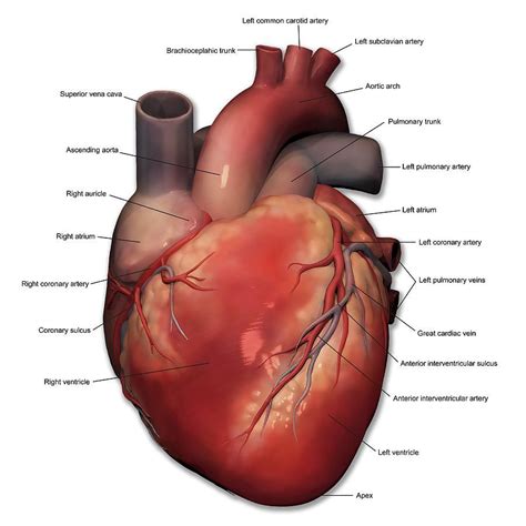 Anterior View Of Human Heart Anatomy by Alayna Guza | Human heart anatomy, Heart anatomy, Human ...