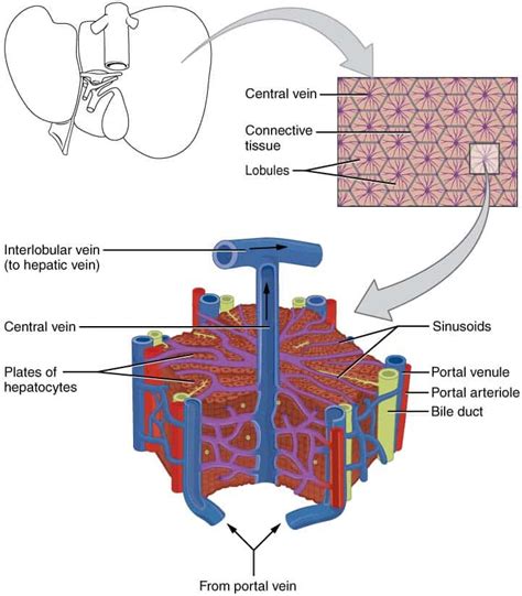 The Liver - Lobes - Ligaments - Vasculature - TeachMeAnatomy