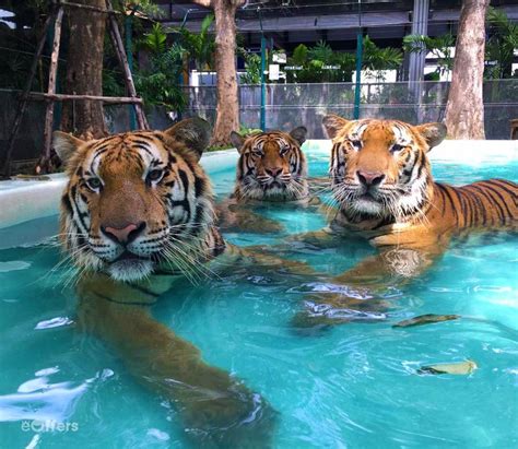 Tiger PARK Pattaya tickets, special local price | we-offers.com