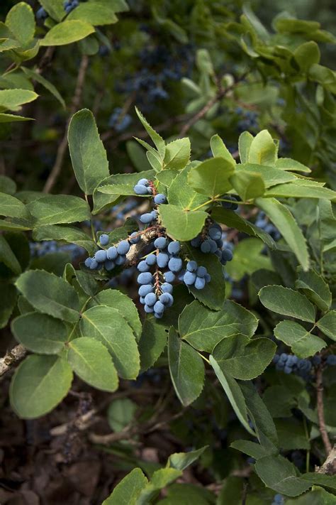 Creeping Oregon Grape, Mahonia repens, Monrovia Plant