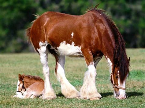 Un percheron pie alezan qui broute et son poulain de la même robe ...