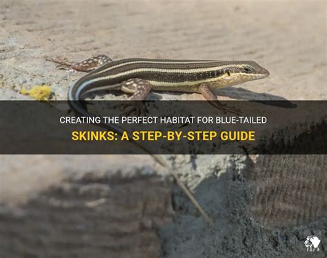 Creating The Perfect Habitat For Blue-Tailed Skinks: A Step-By-Step ...