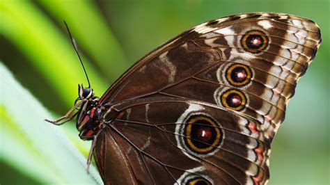 Blue Morpho Butterfly Free Stock Photo - Public Domain Pictures