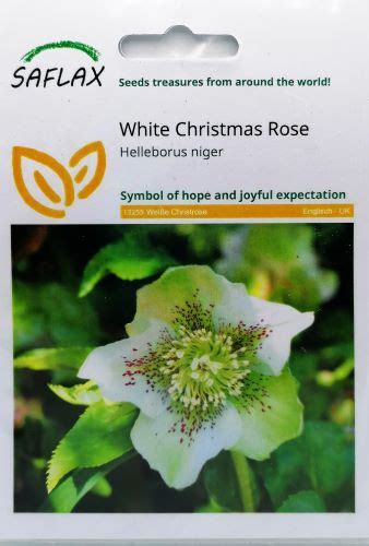 Helleborus Niger Seeds - Irish Plants Direct