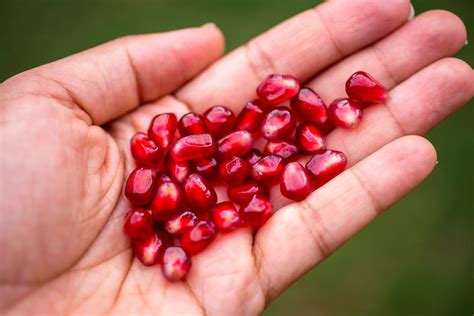 How to Plant Pomegranate Seeds - Garden.eco