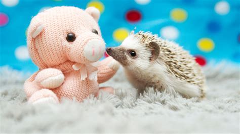 Cute but 'grotty and smelly' baby hedgehogs need you | UK News | Sky News