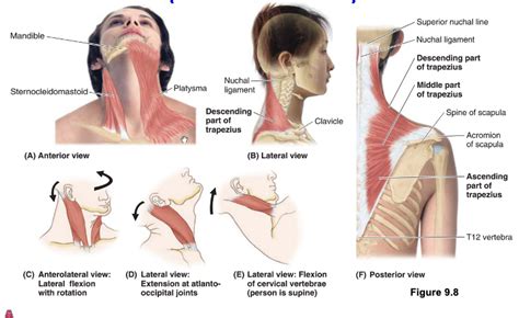 Superficial Neck Muscles Diagram | Quizlet