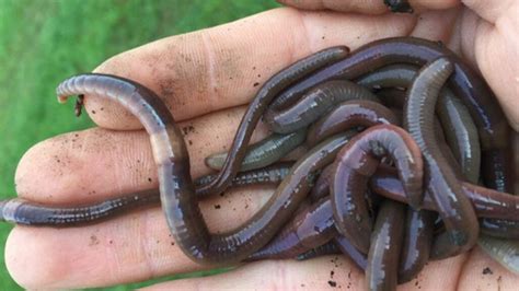 Questions for “Jumping ‘snake worms’ are invading U.S. forests ...