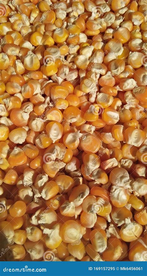 Corn Seeds Orange Color Seades Stock Image - Image of corn, orange ...